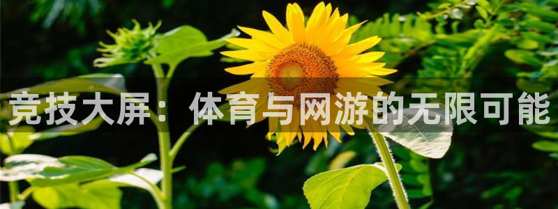 xc体育app官方网站：竞技大屏：体育与网游的无限可能