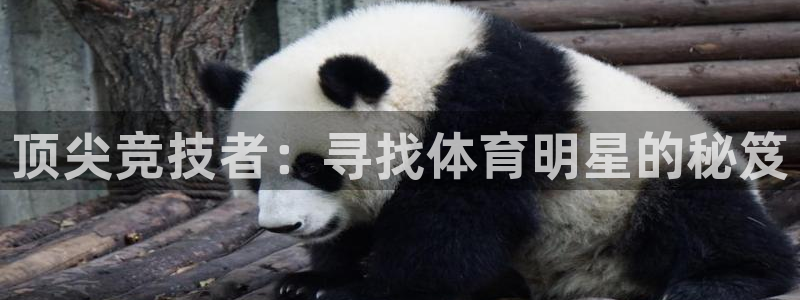 xc体育app官方网站：顶尖竞技者：寻找体育明星的秘笈