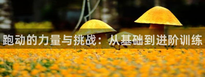 xc体育：跑动的力量与挑战：从基础到进阶训练